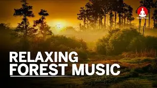 Meditation Music | Relaxing Music with Nature Sounds, Forest Music | Healing Music