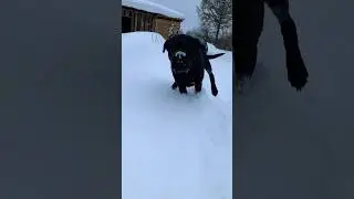 Собаку переполняют эмоции, когда он гуляет с хозяином!🙂