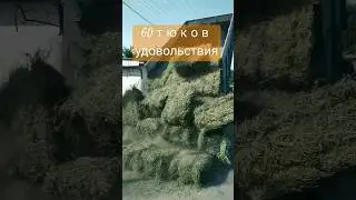Люцерна прямиком с поля!) 