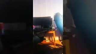 скуф терьер ложится баеньки
