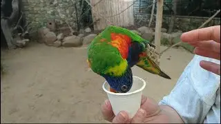 Feeding a cute  parakeet