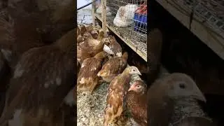 Ломан браун 2.5 месяца
