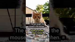 Mouse - Miš   