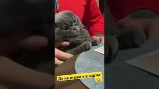 Да не играю я в карты!🤣И ну его ваш Новый год! Изверги🥲