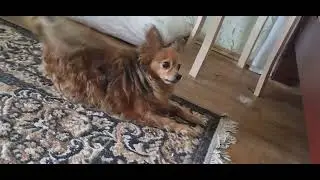 Игривый Тошка и его вкусная сливовая косточка