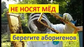 #Пчёлы. Если Ваши пчёлы не принесли мёда, нужно проверить эти причины... Неправильные пчёлы