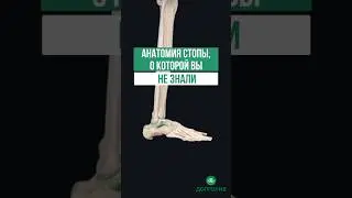 АНАТОМИЯ СТОПЫ, О КОТОРОЙ ВЫ НЕ ЗНАЛИ
