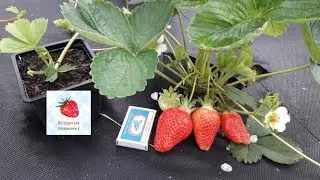 The earliest strawberry varieties for the Moscow region