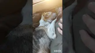 Это конец, нам отказывают в лечении животных из-за долга более 100000тыс/р
