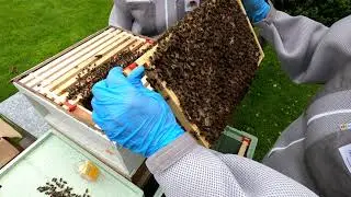 Swarm 1: Nuc to Hive transfer Friday 19th June 2020