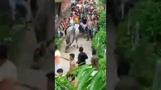 Kolkata very angry cow