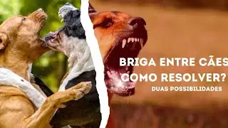 React - Briga de Cães, Como Tentar  Interromper