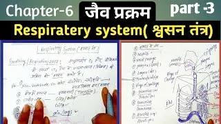 Human Respiratory System Class 10|| मानव श्वसन तंत्र || Life processes ||