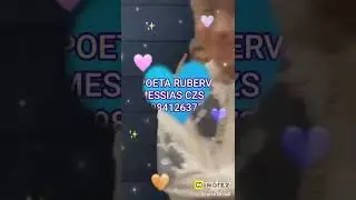 BOM DIA