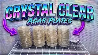 My Favorite Recipe for Making Agar Plates Full Tutorial