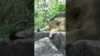 Lion King of the Jungle at Zoo Miami #