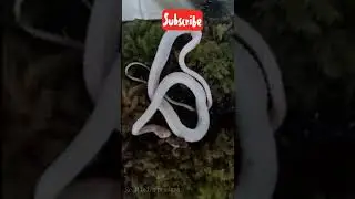 SILUMAN ULAR PUTIH (XENODERMUS JAVANICUS)