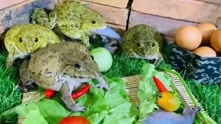Funny frogs / frogs getting breakfast 