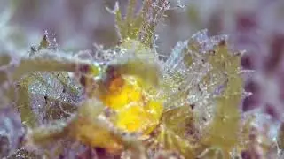 Ambon Scorpionfish