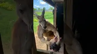 Перекачанный кенгуру.! Смешная озвучка