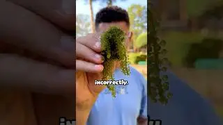 what sea grapes 2.0 look like