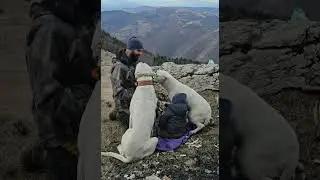 MOUNTAINS KID DOGOS