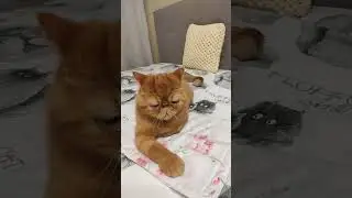 #котики #cat #лапки #cutecat #cute #pets #animals