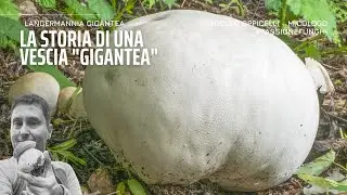 Funghi | Langermannia gigantea, la vescia gigante