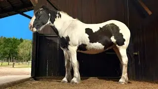 HumuSana - die Permant-Einstreu für Pferde und andere Tiere
