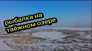 РЫБАЛКА НА ТАЁЖНОМ ОЗЕРЕ/#окунь #тайгахмао #зимняя рыбалка 2024