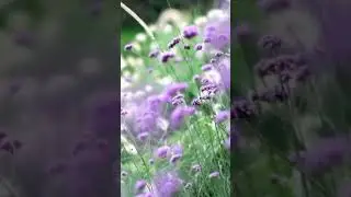 Ծառ տնկեք