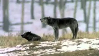 Песня волка