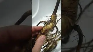 Знакомство с черным орехом