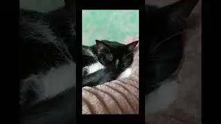 Это Муся ! Человек пришел в храм… #мейнкун #безкотажизньнета #cat
