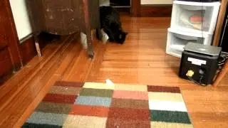 Playing fetch with my cat!