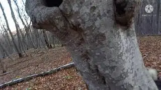 Охота на Кавказе с Лайками