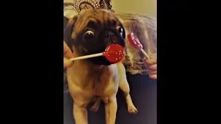 Pug Lollipop
