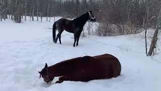 Northern Girl