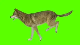 Xq  pose of green screen animals free / no copyright green screen cartoon video
