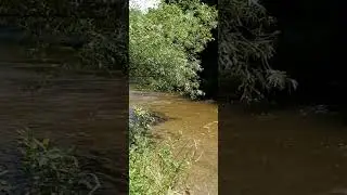 Strong Current Under Shade of Tree🌳