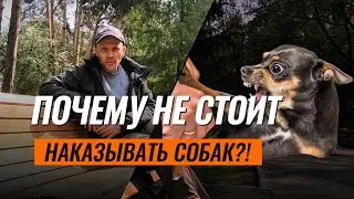 5 причин никогда не наказывать собаку: правда, о которой Вы не знали! #НЕдрессировка #dogtraining