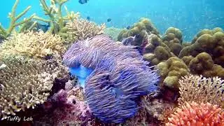 Tioman island 2325 Oct 2020 dives