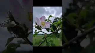 Стих: кто может молиться, молитесь