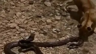Lion attacks Giant Anaconda| Giant Anaconda eat Lion | Animal Fight To Death