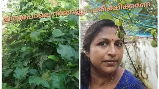ആ ചെയ്തത് തെറ്റായി പോയി 😭😭 ഇത്രേം നല്ല ഫ്രൂട്ട് പാടേ നശിപ്പിച്ചല്ലോ 😭😭dont miss the end.