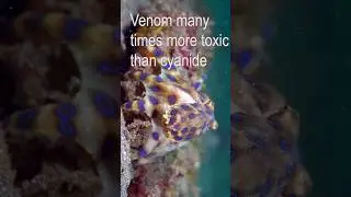 Deadly Beauty: The Venomous Blue-Ringed Octopus