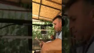 Ali Göktaş Has Gelin...!