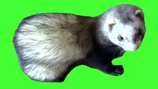 Знакомство с хорьком Кузей!!! Хорек играет!!! Хорек в доме!!! Хорьки смешные видео!!! Ferret life!!!