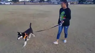 Bear Goes To The Park!