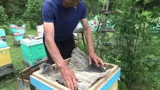 #пчеловодство Попробовал привиться на яйцо,получилось.